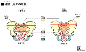 骨盤